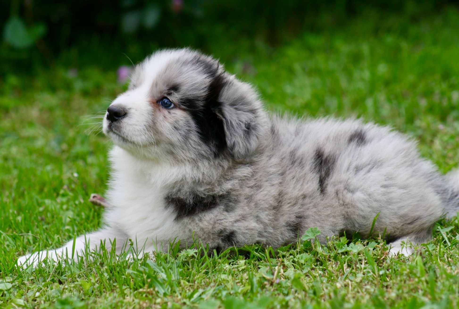 Border collie ZKWP piesek blue merle