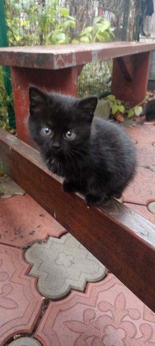 Кошенятко в добрі руки, хлопчик