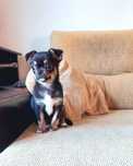 Chihuahua Top Macho