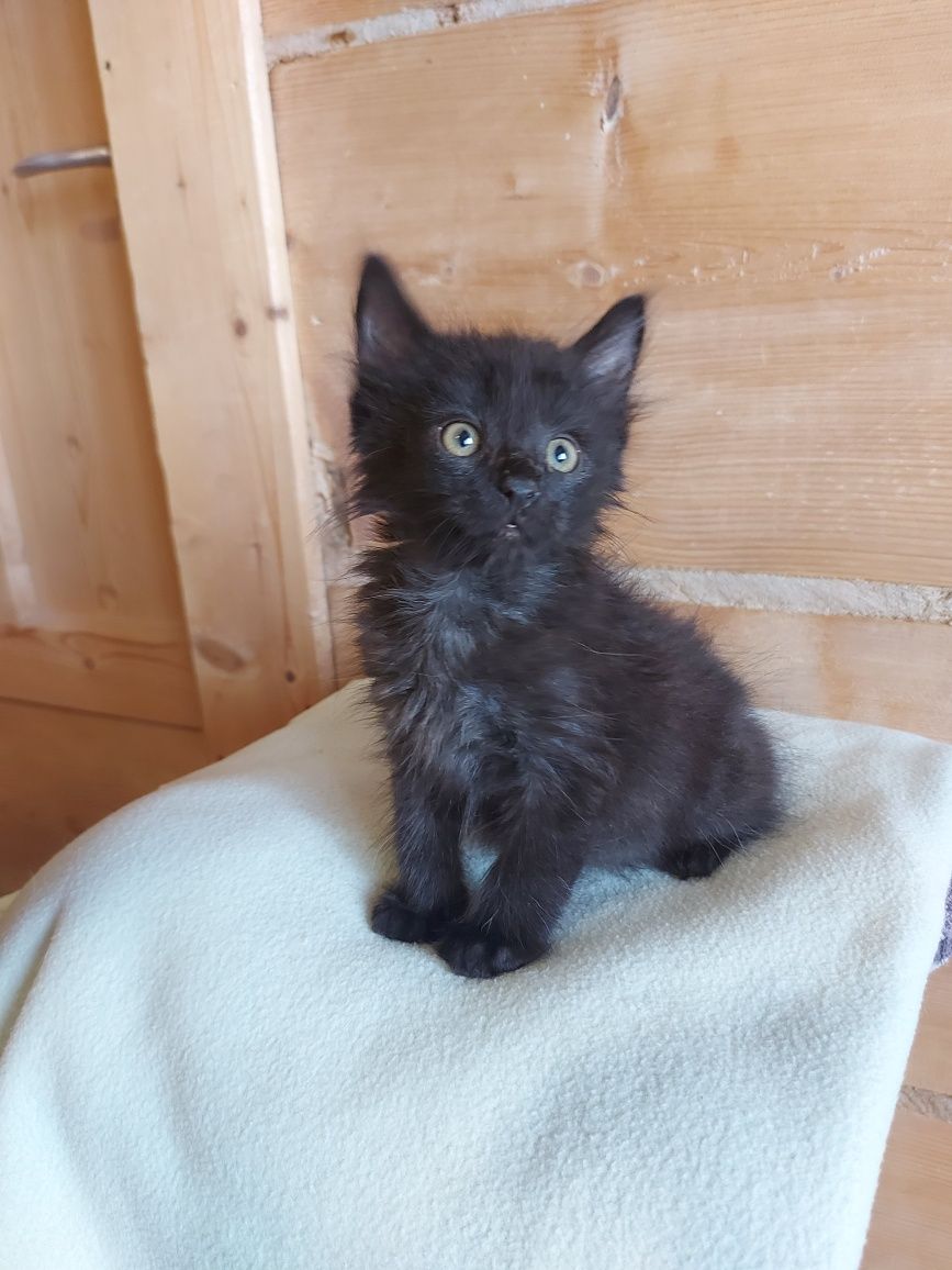 Mickey i Minnie do adopcji

Kocurek Mickey gładki,  koteczka