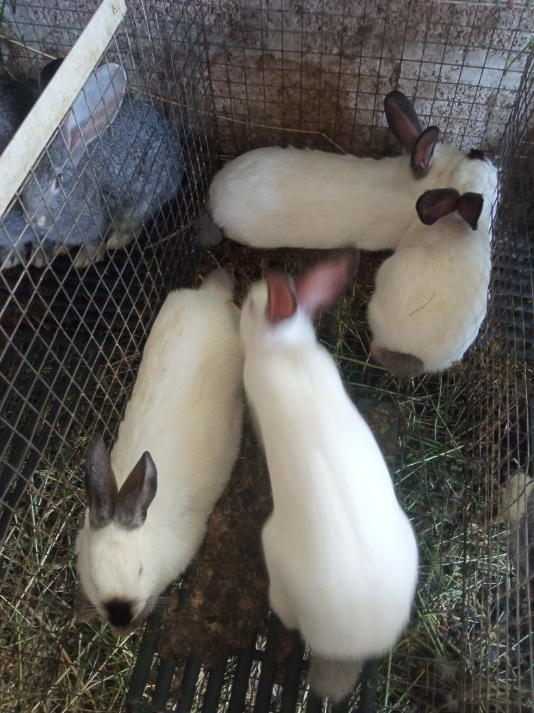 Продам кролі каліфорнія