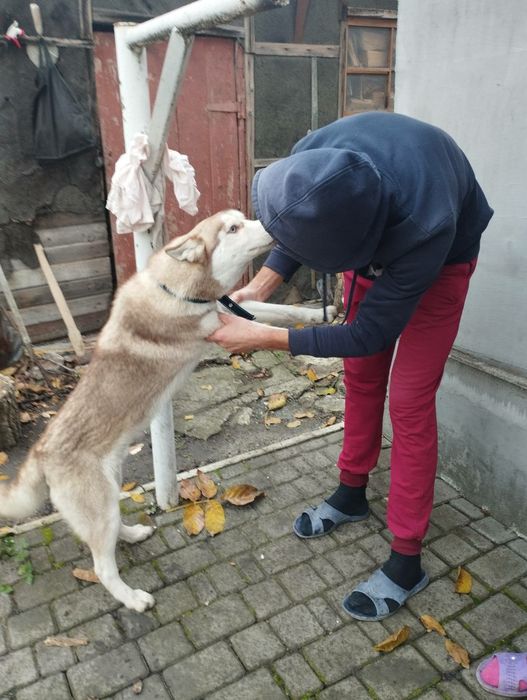 Віддам безкоштовно