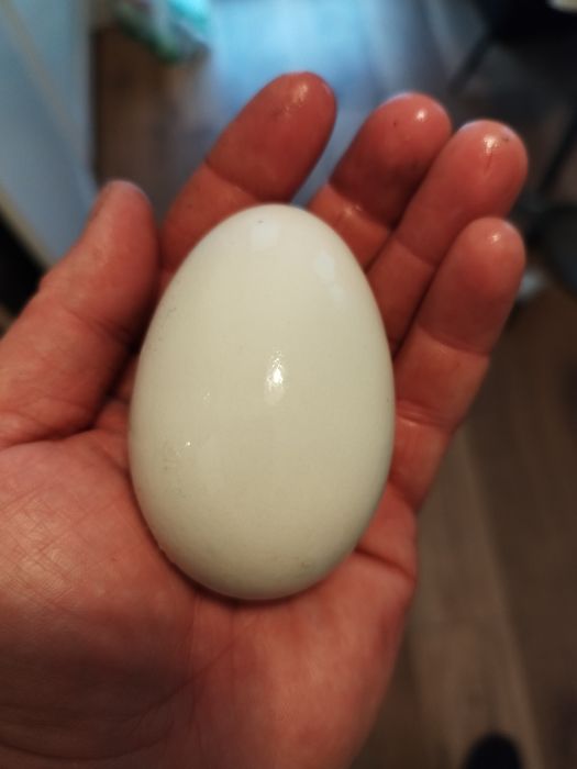 Jaja kurze, kacze, gesie