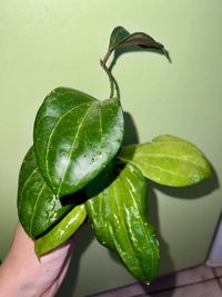 hoya sarawak pink/хоя Саравак Пінк, Kroniana Black Leaves