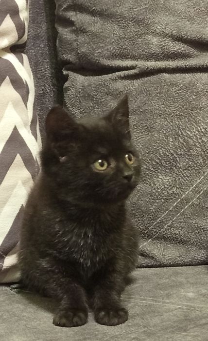 Кішечка  шукає люблячу родину