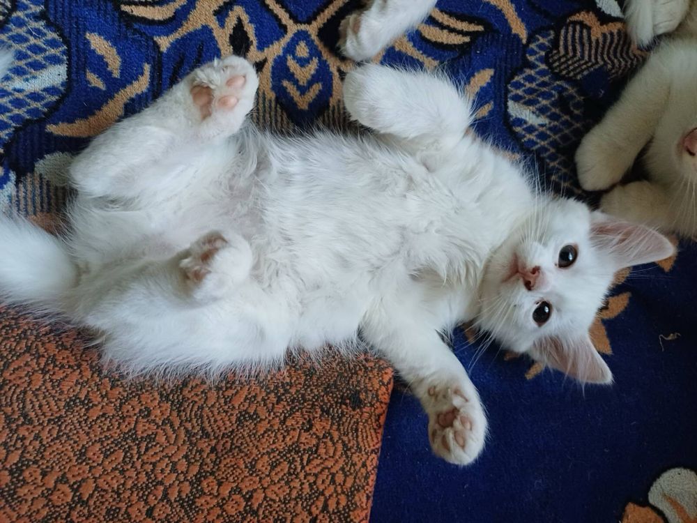 Кошенята в добрі руки