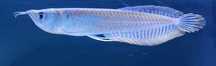 Arowana Srebna   Osteoglossum Bicirrhosum