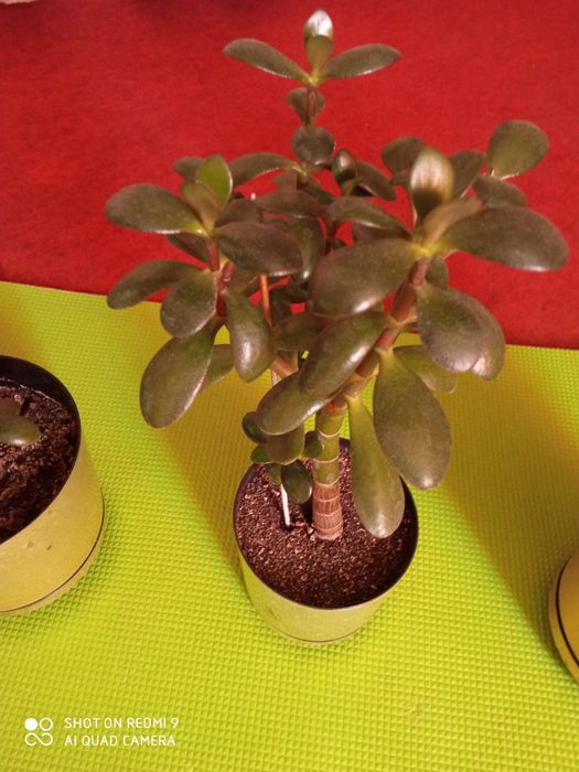 Денежное дерево толстянка .