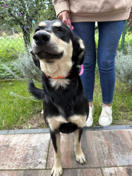 Sparta - roczna sunia szuka domu