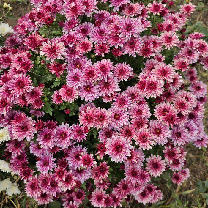 Шаровидна хризантема мультифлора