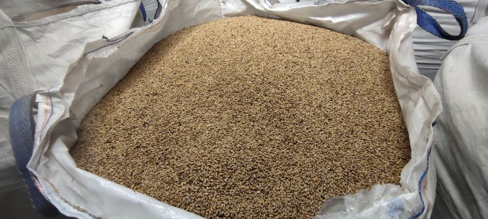 Jęczmień jary 2025