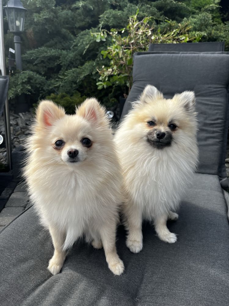 Szpic miniaturowy - pomeranian
