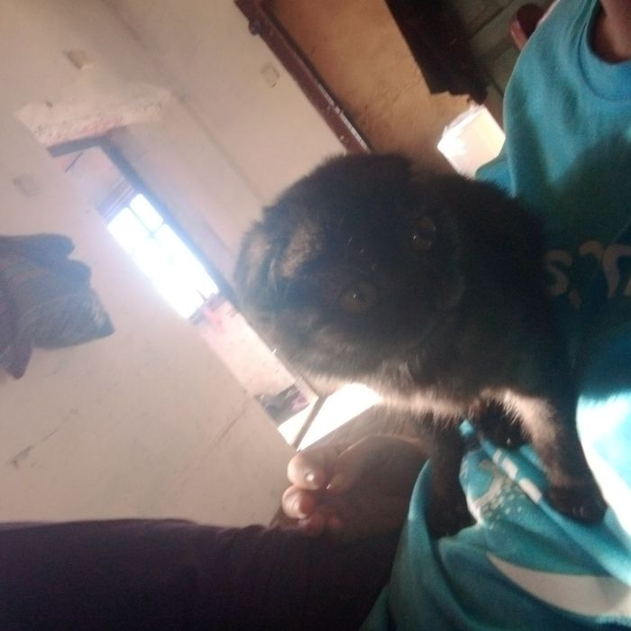 Себирская весловухая кошечка