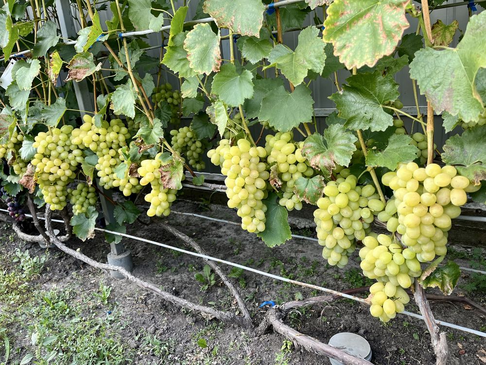 Продам виноград різних сортів
