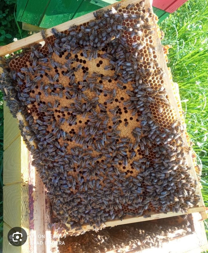 Pszczoły rodziny pszczele ule