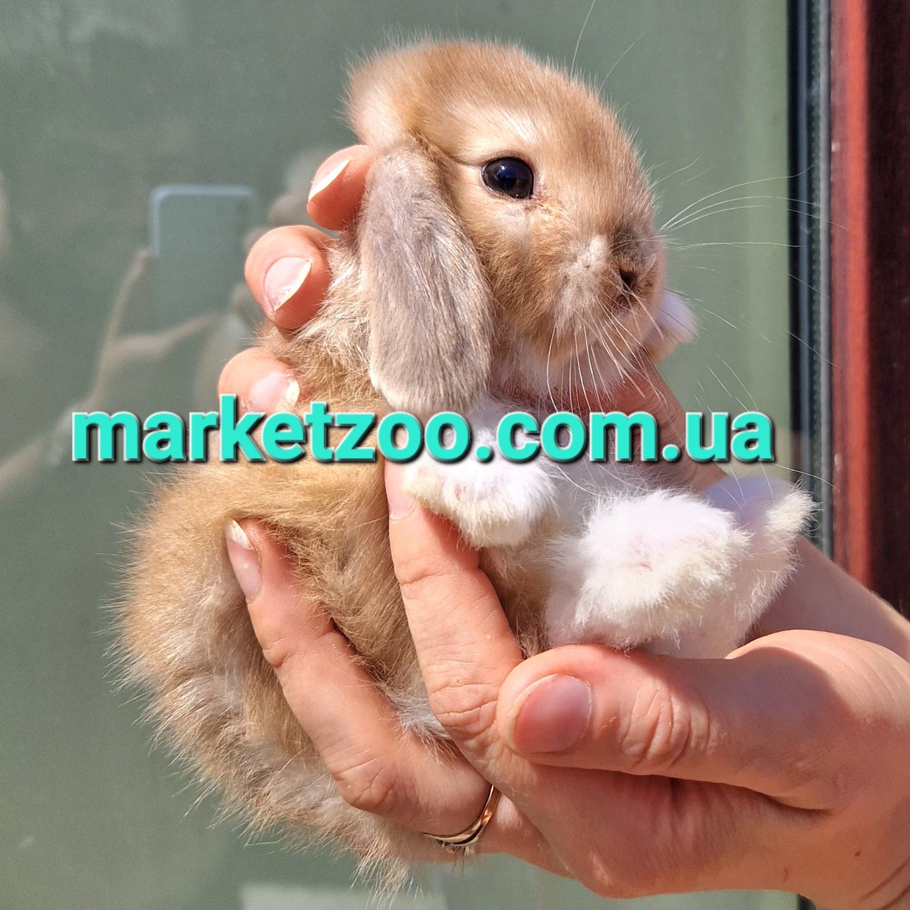 карликовый мини mini lop мiнi кролик кролики декоративнi барачик висло