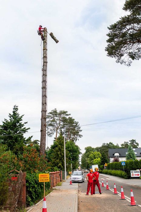 Wycinka pielęgnacja drzew, wycinanie, przycinanie, czyszczenie działek