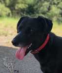 Suczka do adopcji