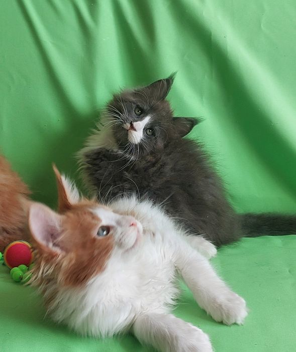 Мейн-куни  - чистопородні велетні