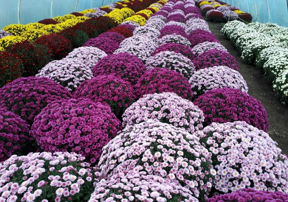 Chryzantemy drobnokwiatowe