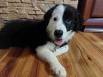 Border Collie piękna suczka czarno - biała wyjątkowa
