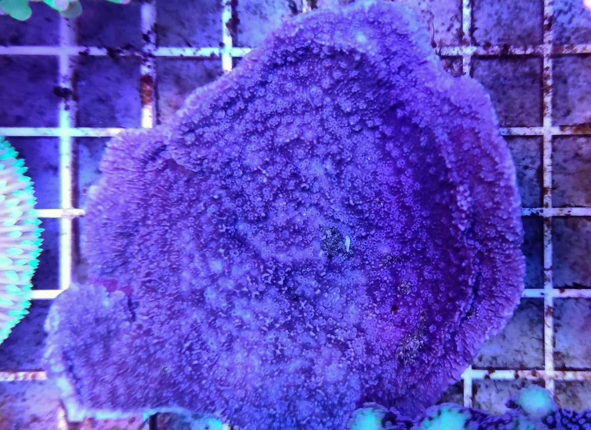 Montipora talerzowa Zielona Czerwona Fioletowa