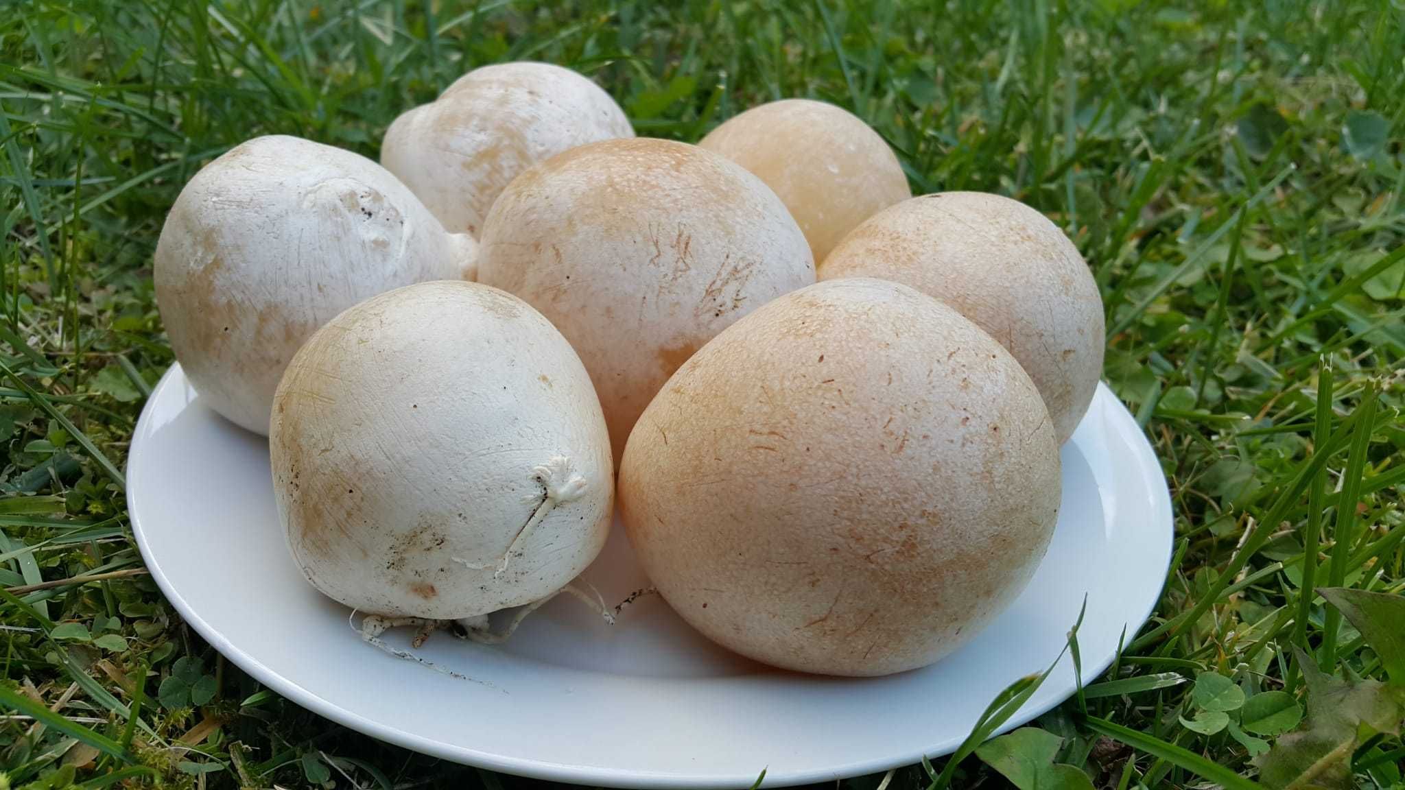Sromotnik bezwstydny Phallus impudicus L.  smrodliwy jajo