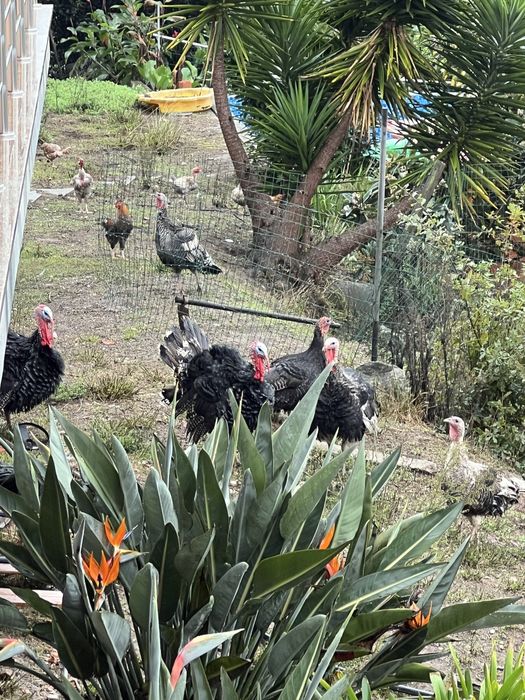 Vendo Perus, 2 femeas e 2 machos.