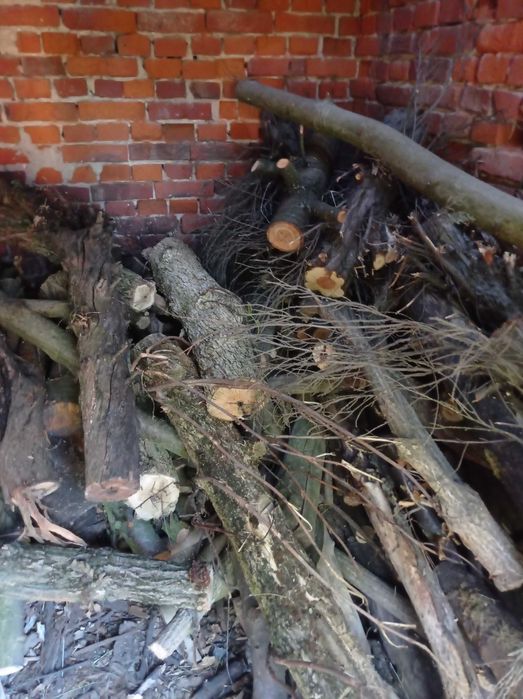 Sprzedam drewno opałowe