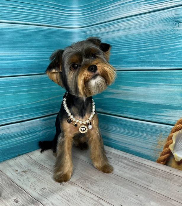 Грумінг Чоколівка. Солом'янський район