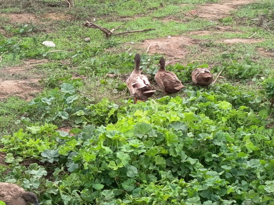 Ovos férteis de Khaki Campbell