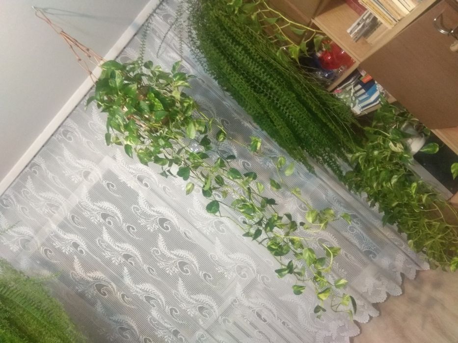 Epipremnum Złociste Wiszące Długie pędy