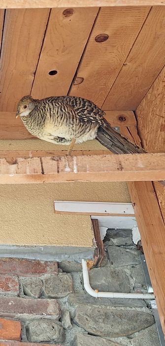 Sprzedam samice bażanta tegoroczną