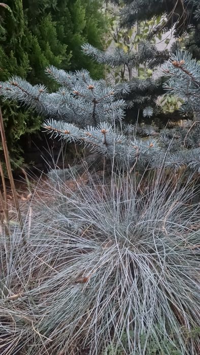 Садовая овсяница