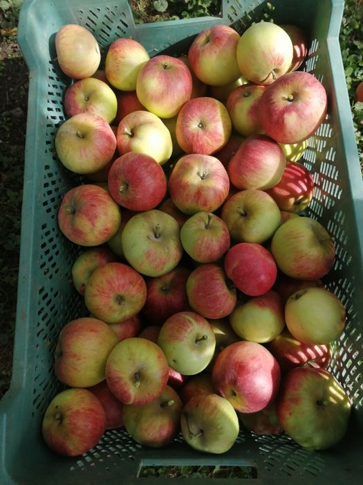 Jabłka ekologiczne 10 kg