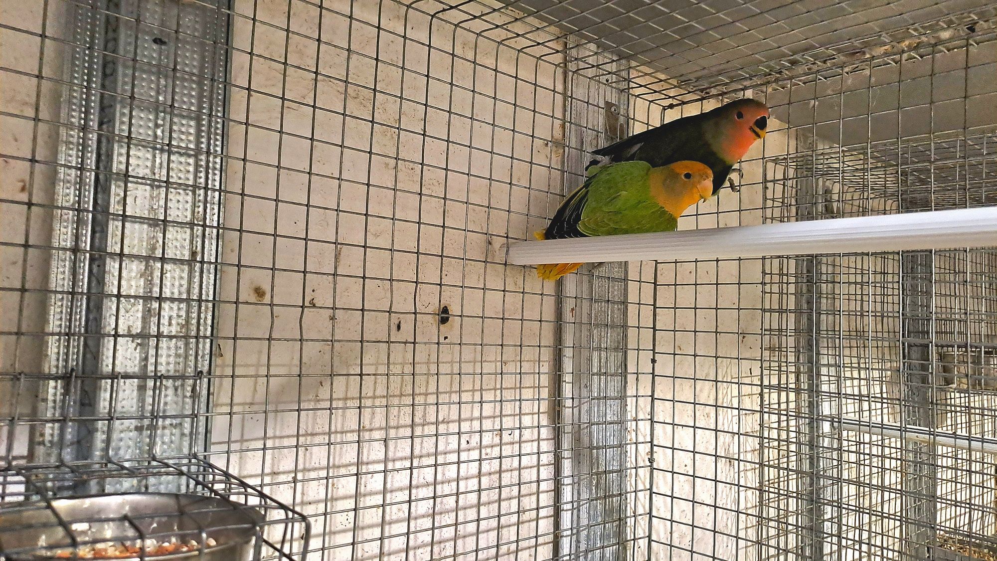 Lote de 11  Roseicollis Longfeather