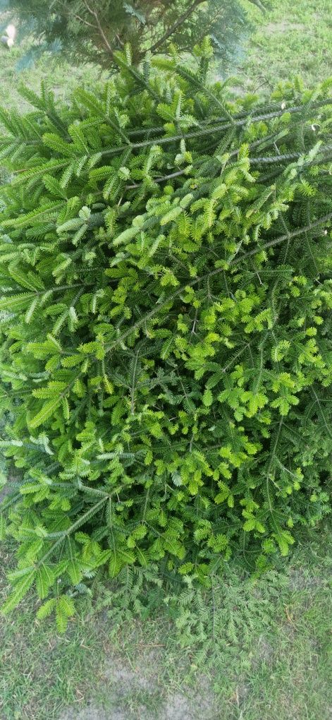 Oddam gratis gałęzie jodły