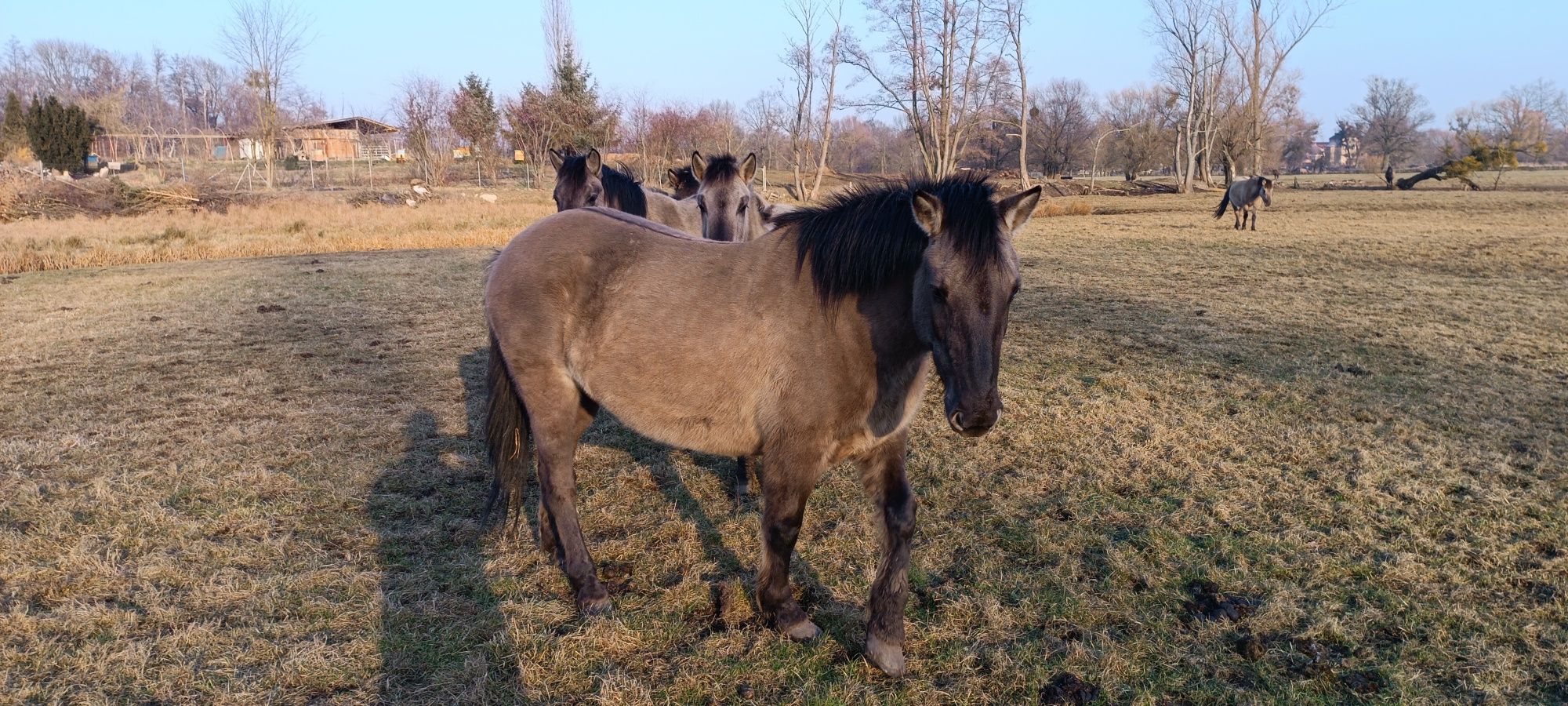 Konik polski, klacz ,źrebaki