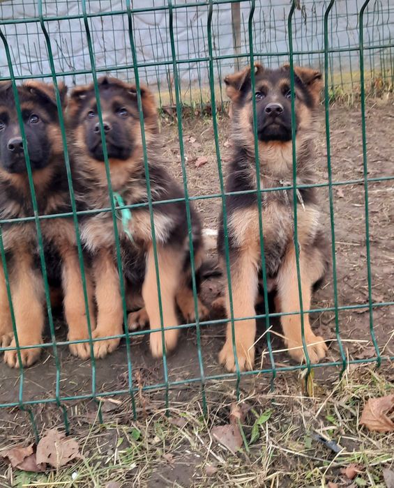 Німецька вівчарка