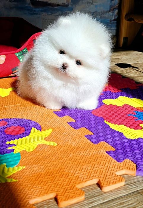 Померанський шпіц КСУ цуценя мішка купити щенка цуценя