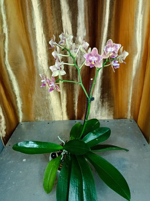 Продам фласку не дорого.