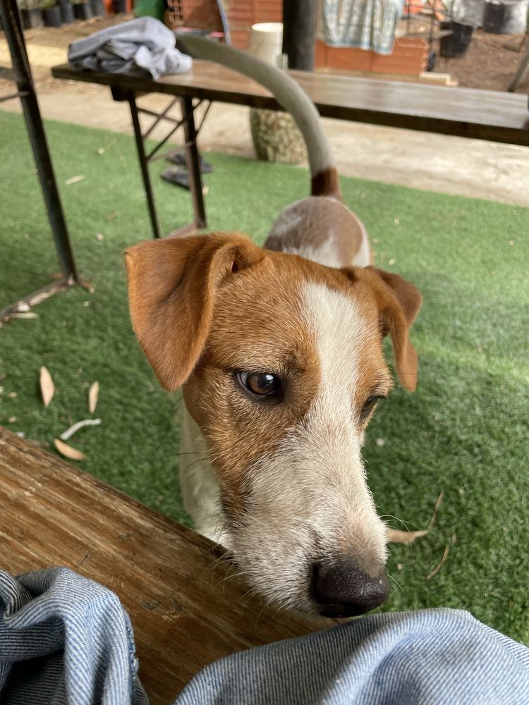 Cão para adoção responsável