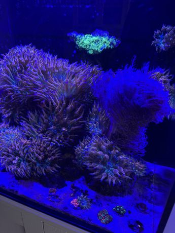 Akwarium morskie RedSea Nano Max 75L zoanthus, quadricolor, nemo,
