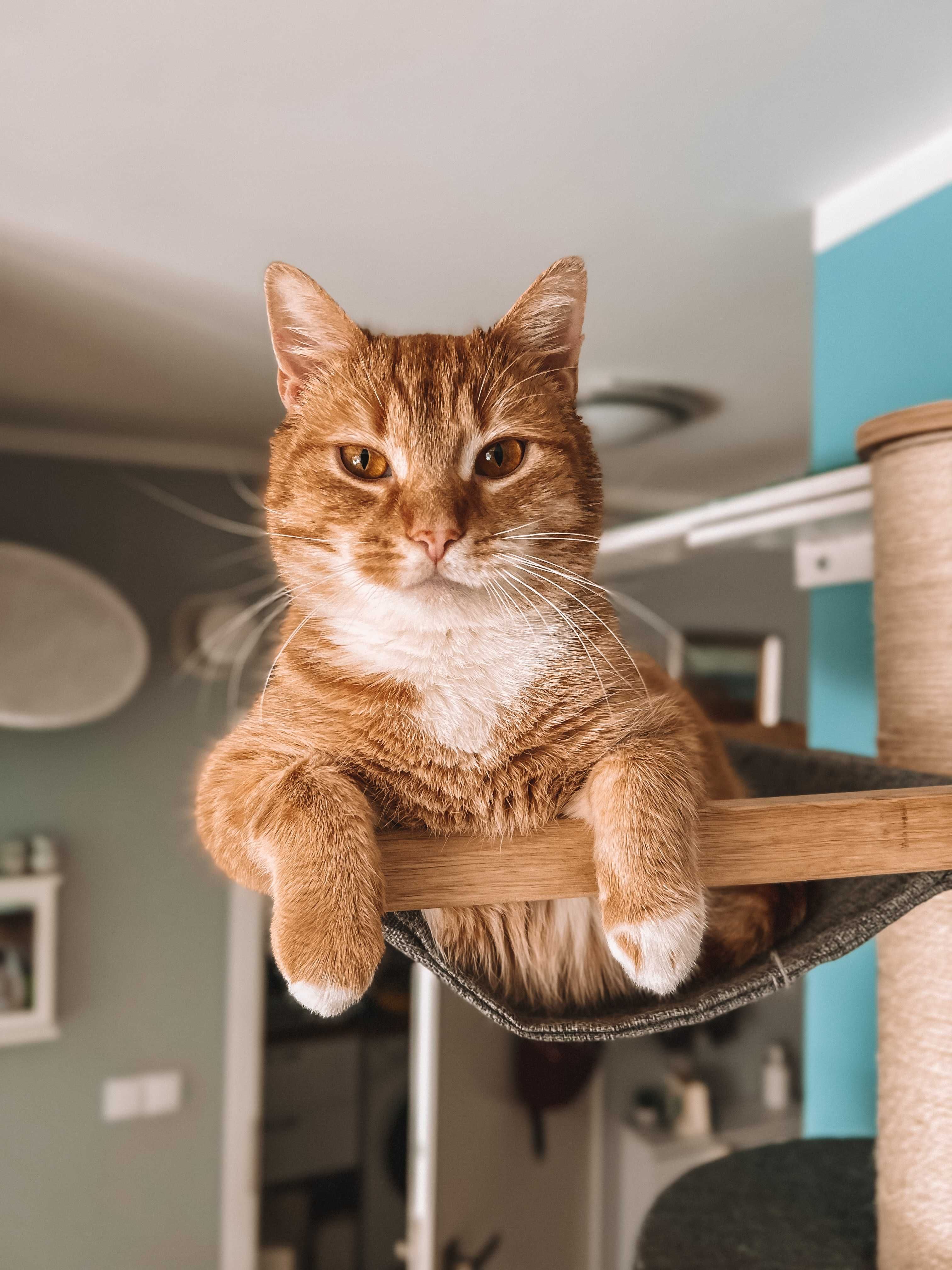 Catsitter, Opieka nad kotem w jego domu - Rumia, Reda, Wejherowo