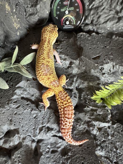 Terrarium 120x60x60!! + gekon lamparci!! Wyposażone!!