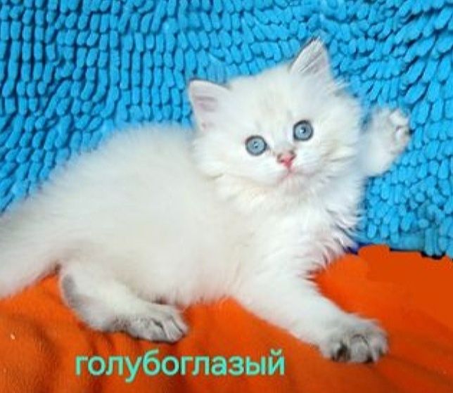 Золотая шиншилла поинт мальчик  длинношерстный британский
