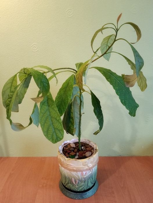 Лимоное дерево продам