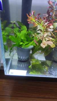 planta aquario microsorum
