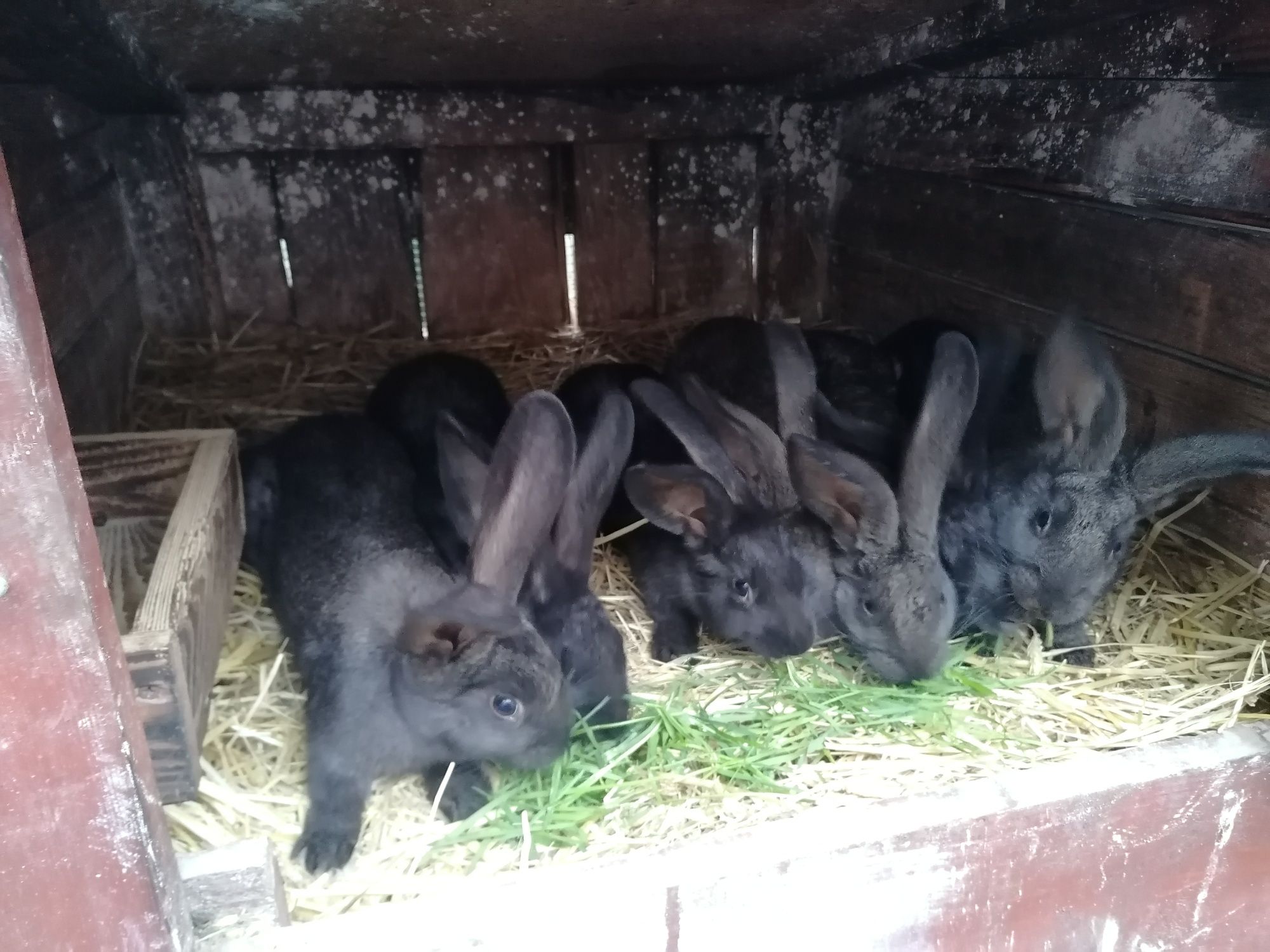 Młode króliki mieszańce po belgijskim