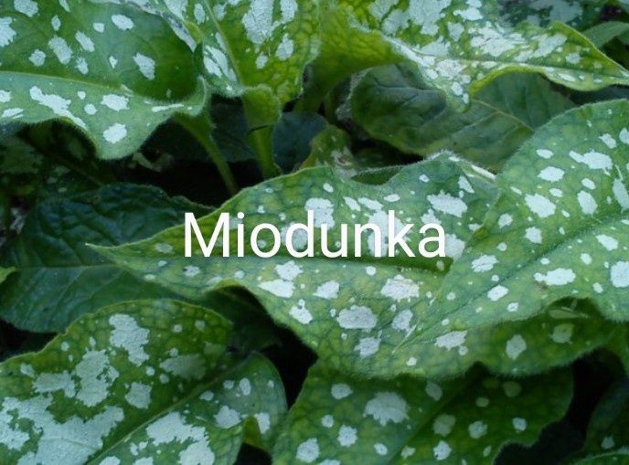 Nachyłek miodunka firletka sadzonki